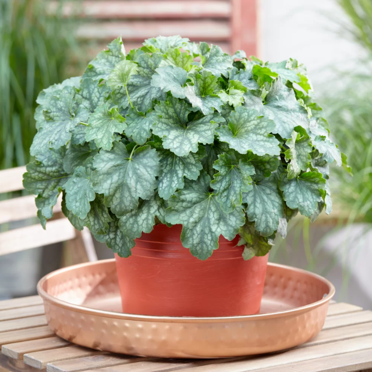 Obrázok Heuchera (Heuchera villosa) ‘CARNIVAL COCOMINT’® - kont.C2L